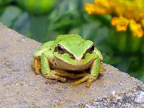 The Pacific Tree Frog, Pseudacris regilla. To read more about this species, see https://en.wikipedia.org/wiki/Pacific_tree_frog