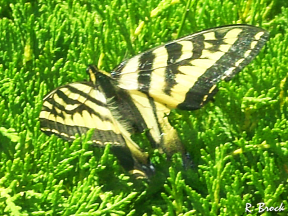 Pacific Swallowtail