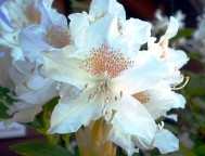 Rhododendron: Our State Flower