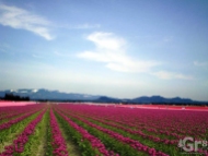 Skagit Valley Tulip Fields