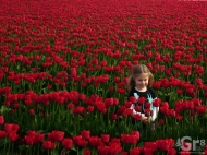 Author's niece among the tulipsw